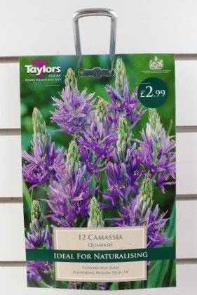 Taylors Camassia Quamash - 12 Bulbs