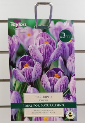 Taylors Striped Crocus - 10 Bulbs