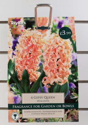 TP HYACINTH GYPSY QUEEN