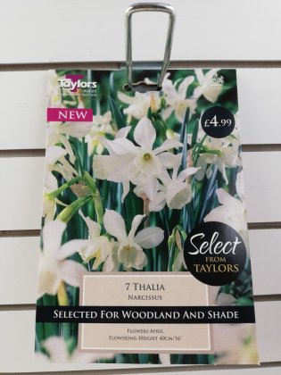 Taylors Thalia Daffodils - 7 Bulbs