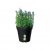 Elho Green Basics Growpot 13cm Living Black