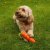 Smart Garden Zoon Carrot Treat Dispenser